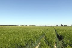 Jęczmień ozimy Hyvidoo Wootan - 28.05.2017