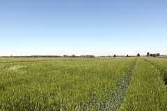 Jęczmień ozimy Hyvidoo Wootan - 28.05.2017