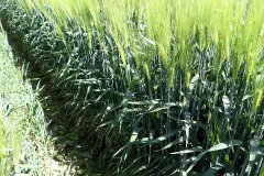 Jęczmień ozimy Hyvidoo Wootan - 28.05.2017