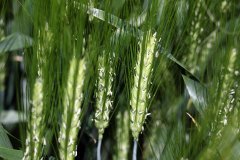 Jęczmień ozimy Hyvidoo Wootan - 28.05.2017