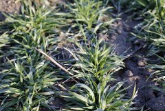 Jęczmień ozimy Lomerit 16.03.2016