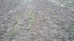 Jęczmień ozimy Lomerit 18.10. 2015