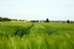 Jęczmień ozimy Lomerit 22.05.2016