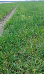 Jęczmień ozimy Sandra