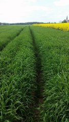 Jęczmień Ozimy Sandra