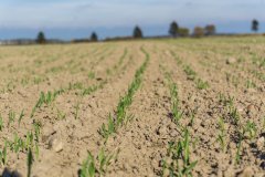 Jęczmień ozimy Titus - 15.10.2017