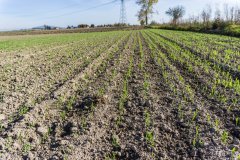 Jęczmień ozimy Titus - 15.10.2017