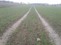 Jęczmień ozimy wootan