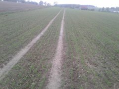 Jęczmień ozimy wootan