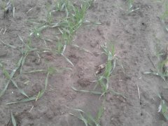 Jęczmień ozimy wootan