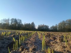 Jęczmień ozimy Zenek