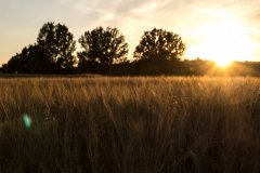 Jęczmień podczas zachodu słońca