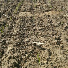 Jęczmień Prestigio