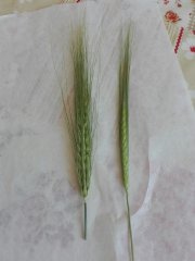 Jęczmień zimowy i Jęczmień jary