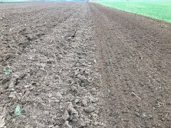 Pole pod jęczmień ozimy 24.09.2016