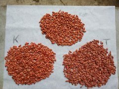 Kasyno&Toledo&Rotondo