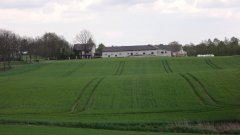 Pszenżyto Borowik