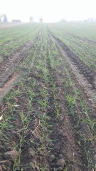 Pszenżyto Borwo c/1