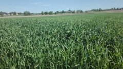 Pszenżyto Borwo, stan na 20. 05. 2017