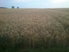Pszenżyto  Borwo