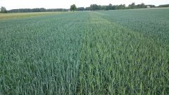 Pszenżyto jare Andrus i Dublet