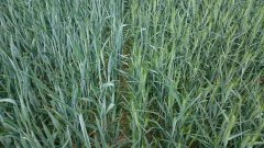 Pszenżyto jare ANDRUS vs DUBLET