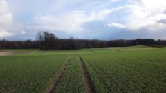 Pszenżyto ozime Alekto