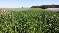 Pszenżyto ozime borowik