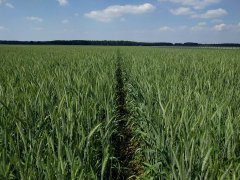 Pszenżyto ozime Borowik