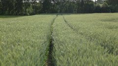 Pszenżyto ozime Borowik