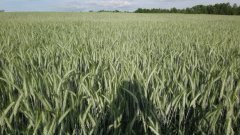 Pszenżyto ozime Borowik