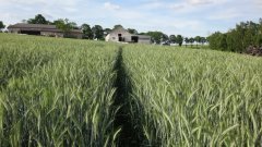 Pszenżyto ozime Borowik