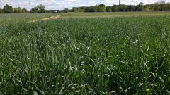 Pszenżyto ozime Grenado