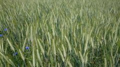 Pszenżyto Ozime Leontino