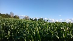 Pszenżyto ozime Leontino