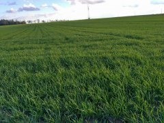 Pszenżyto Ozime Preludio