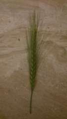 Pszenżyto ozime remiko