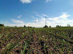 Pszenżyto ozime Rotondo