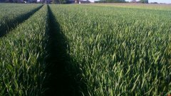 Pszenżyto ozime Tomko