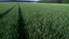 Pszenżyto ozime Tomko