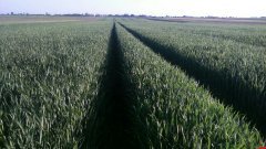 Pszenżyto ozime Tomko