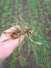 Pszenżyto Ozime Twingo