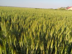 Pszenżyto ozime Twingo