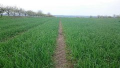 Pszenżyto ozime Twingo