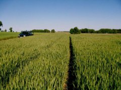 Pszenżyto ozime Twingo