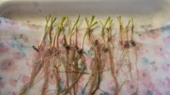 Test na  przezimowanie zboża