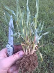 Dańkowskie Amber stan na 08.04.15r