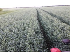 Dańkowskie Diament stan na 16.05.2017