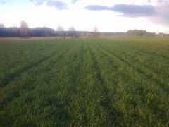 Żyto brasetto klasa gleby V/VI (dosłownie piach)