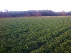 Żyto brasetto klasa gleby V/VI (dosłownie piach)